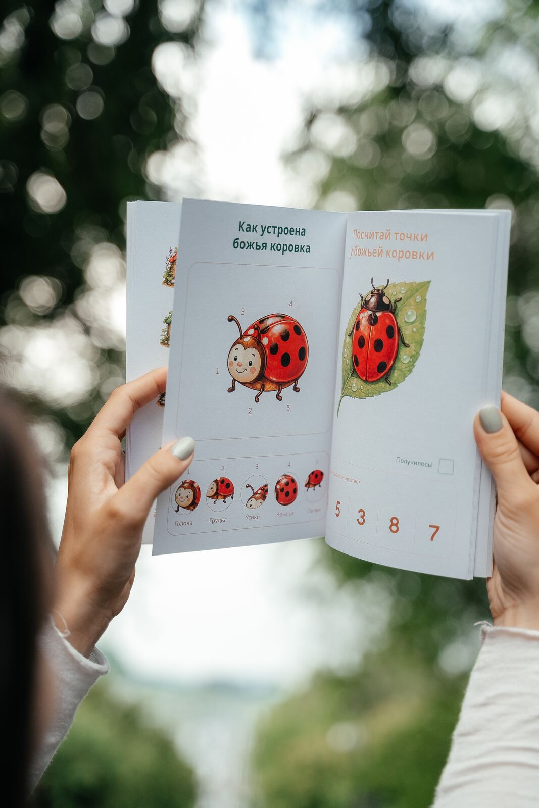 Разворот книги про божью коровку